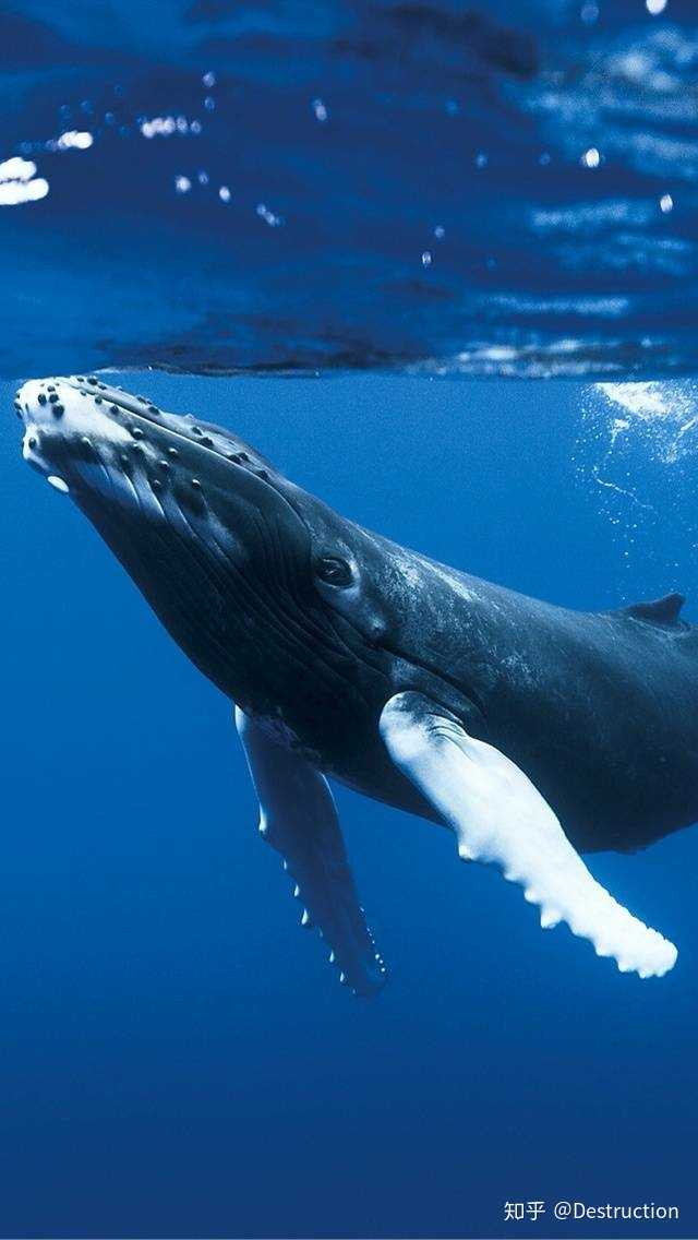 哪里可以找到可以用来当壁纸的鲸鱼 蓝鲸 图片呢 知乎