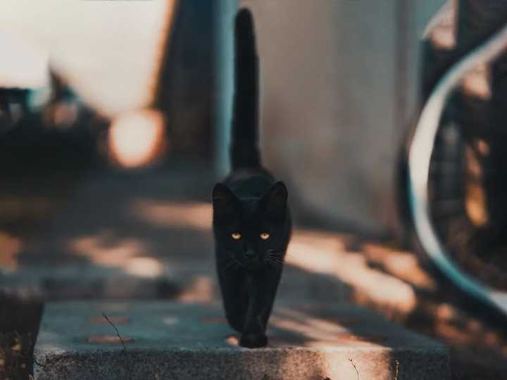 如何以 猫知道一切 为开头写一个小故事 知乎 如何以 猫知道一切 为开头写一个小故事 知乎