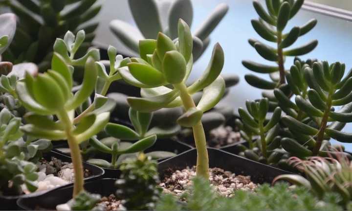 多肉植物应该怎么浇水 知乎 多肉植物应该怎么浇水 知乎