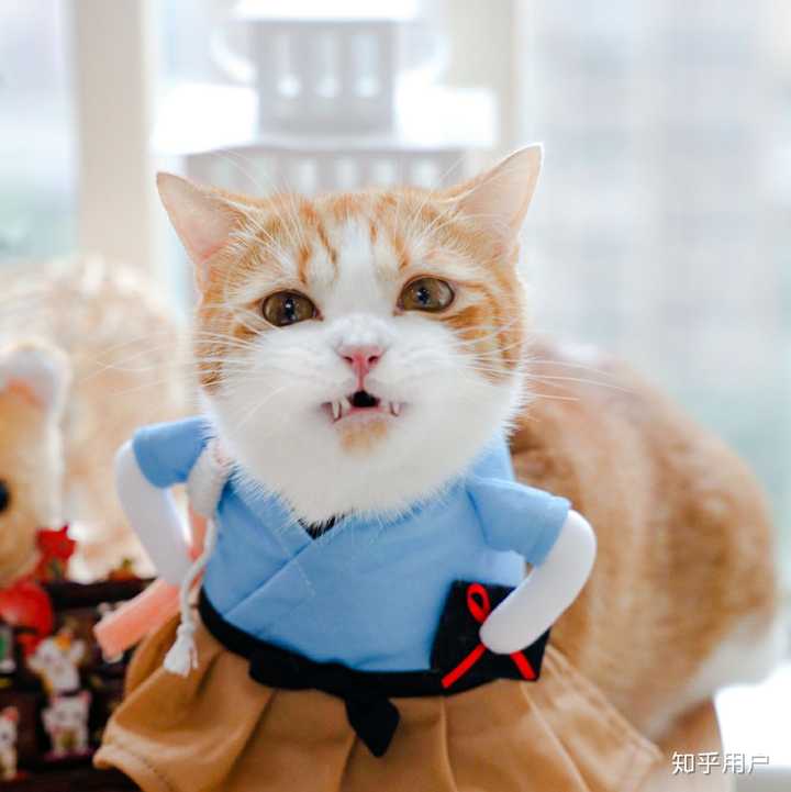 图片源自b站up主"花花与三猫catlive"