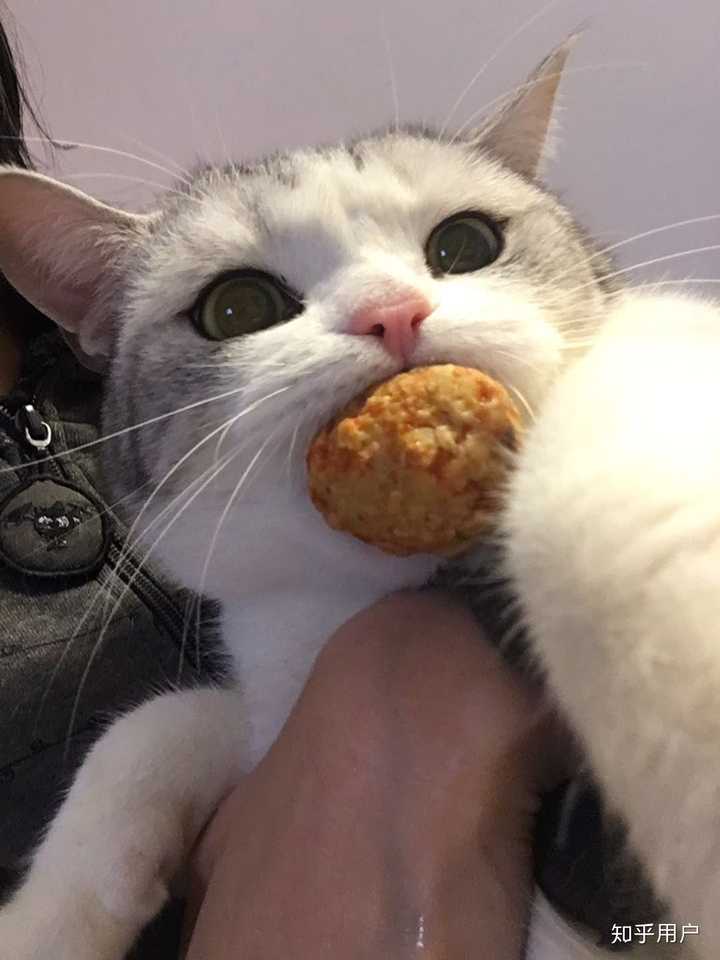 intp型像猫-千图网