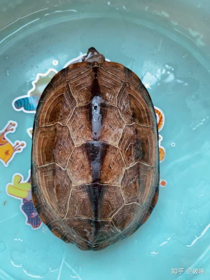 养一至二厘米的中华草龟,水要放多深?