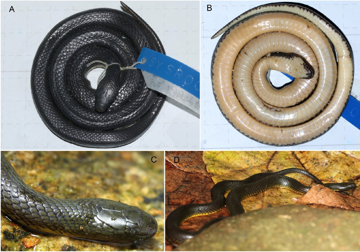 赵氏后棱蛇 opisthotropis zhaoermii(湖南省)