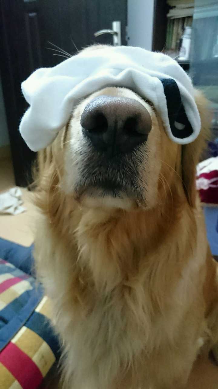 对于这个问题狗子选择眼不见为净