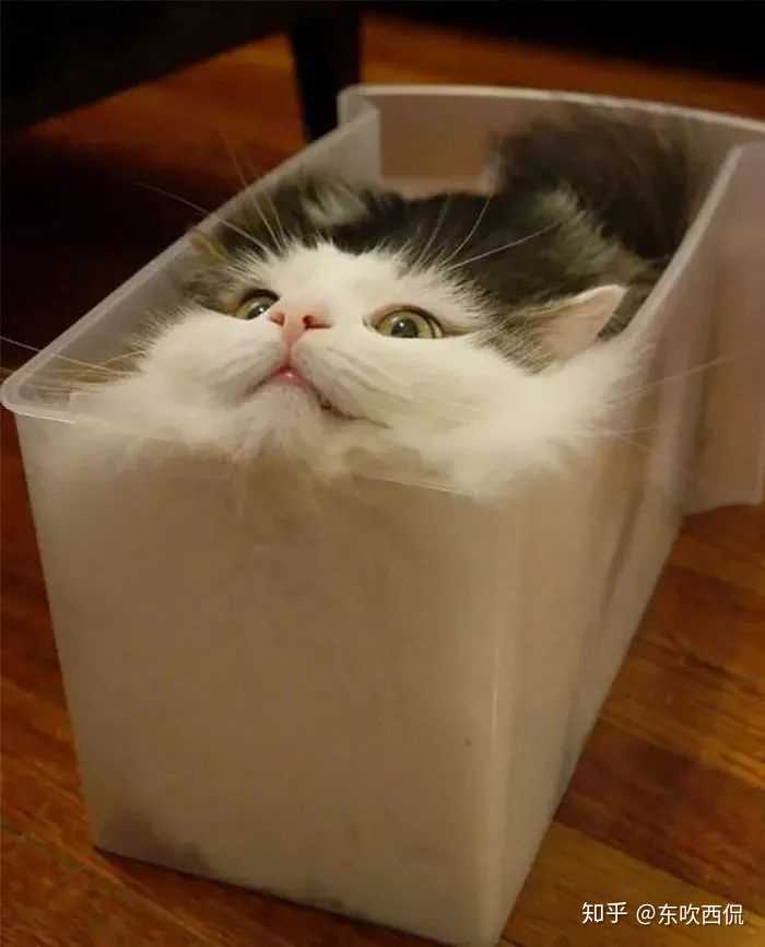 为什么猫咪能像液体一样