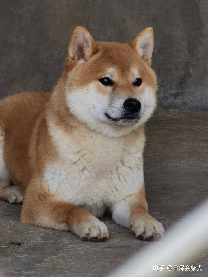 为啥我家柴犬没有豆豆眉 纯吗 知乎 为啥我家柴犬没有豆豆眉 纯吗 知乎