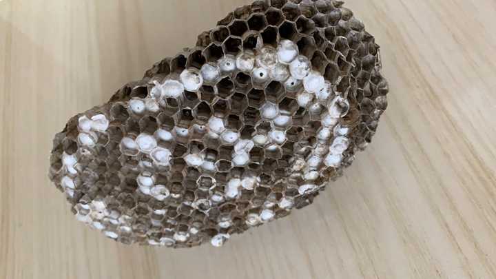 家里发现蜂窝寓意着什么 家里发现蜂窝寓意着什么呢