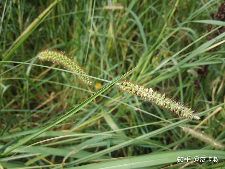 草 一种植物 是什么梗 知乎