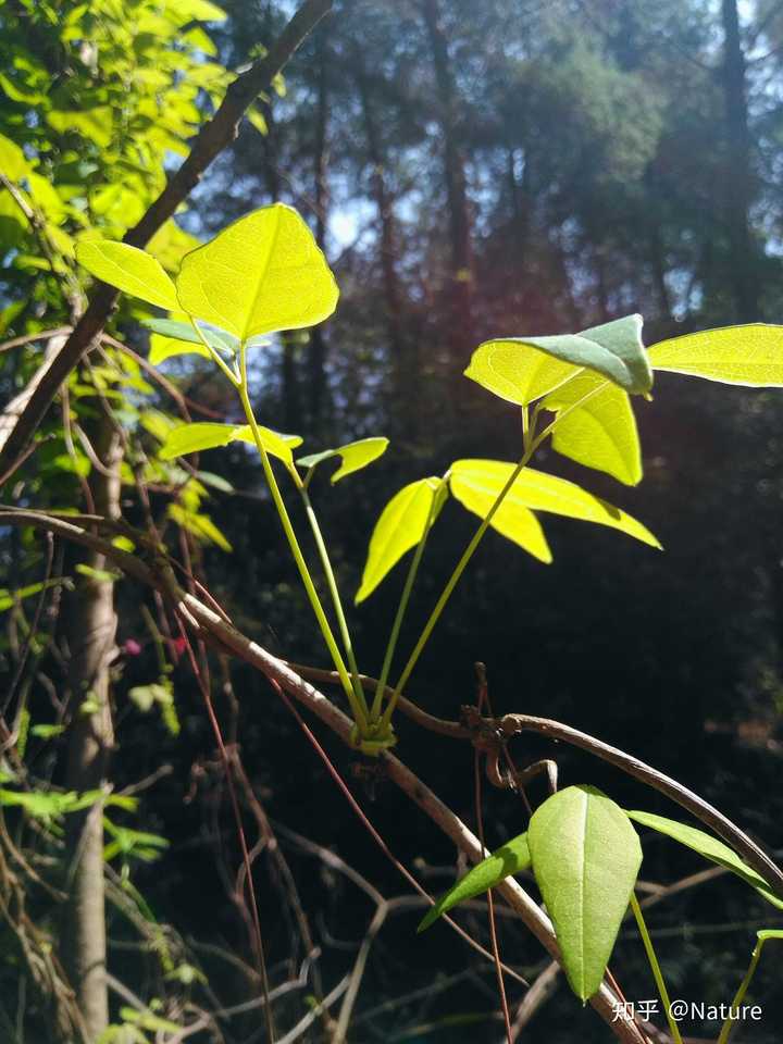八月瓜的叶子什么样