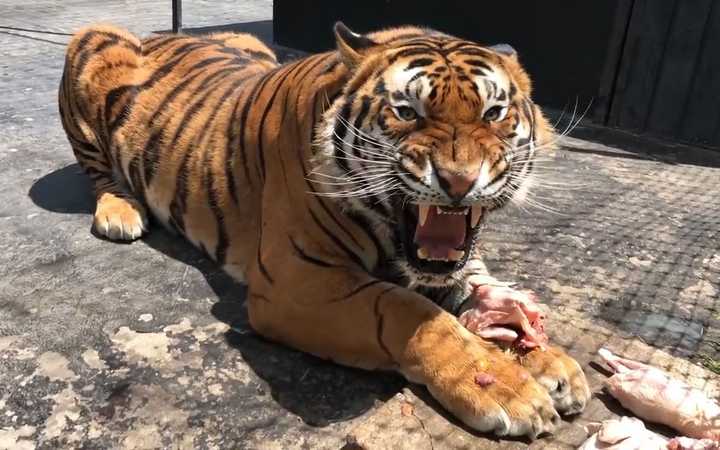 寒霜 的想法: 进村东北虎完达山1号同款,听听这轰鸣声_哔哩哔哩_bili