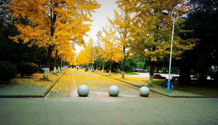 2017年11月,学校最吸引眼球的银杏大道