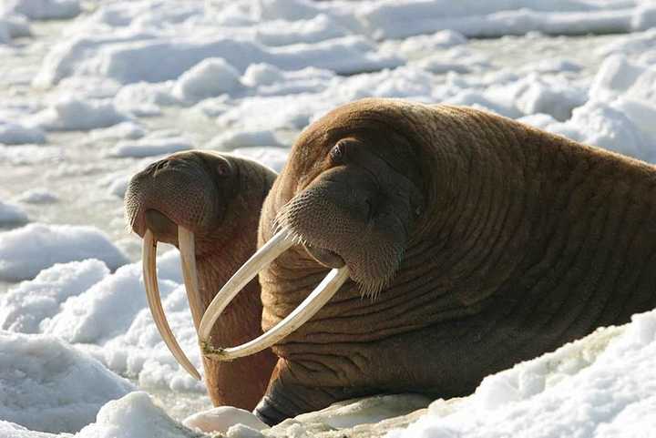 加州一號公路的那個海象灘的動物到底是海象還是象海豹