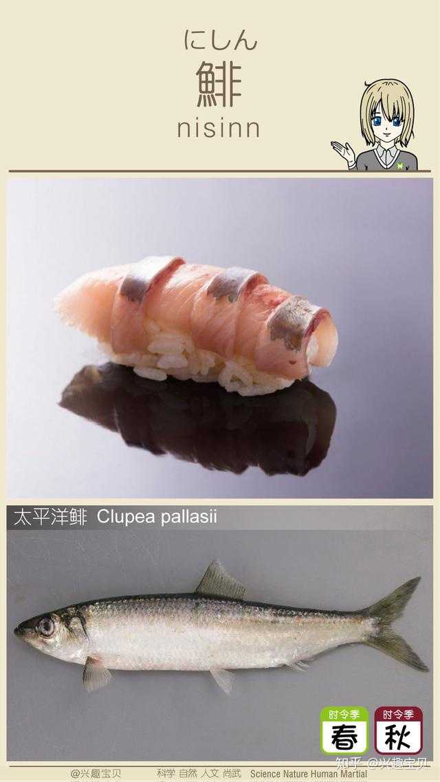 日本寿司一般会用到什么鱼 刺身的话除了三文鱼还有什么比较出名的鱼种供选用 兴趣宝贝的回答 知乎 日本寿司一般会用到什么鱼 刺身的话除了三文鱼还有什么比较出名的鱼种供选用 兴趣宝贝的回答 知乎