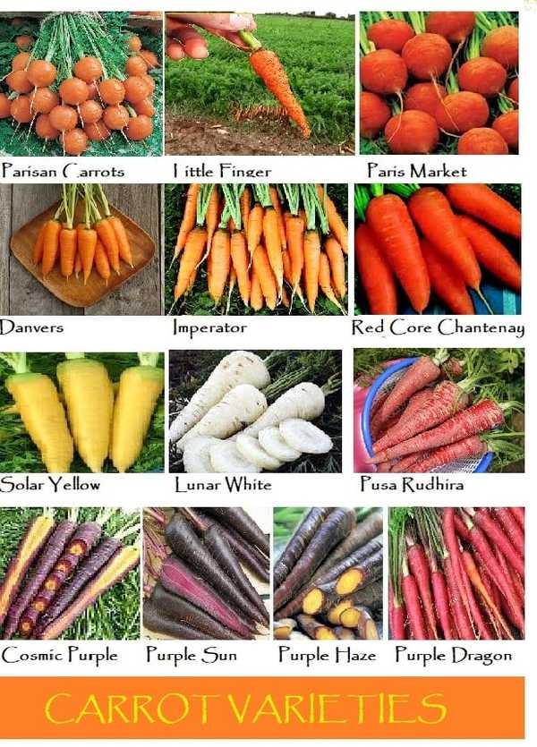 萝卜、胡萝卜、红萝卜、白萝卜、芜菁、欧防风、樱桃萝卜、黄萝卜等各种萝卜有什么区别？有哪些吃法？