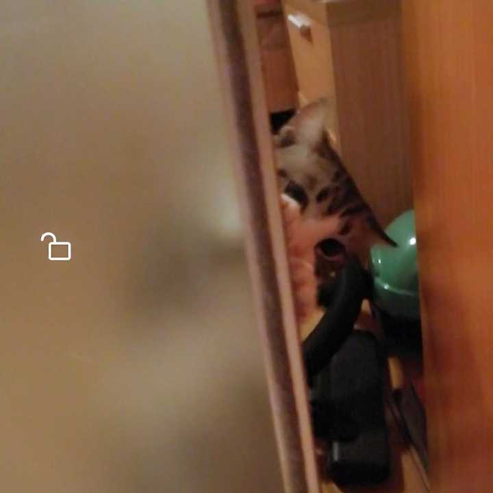 为什么猫喜欢看人上厕所 知乎 为什么猫喜欢看人上厕所 知乎