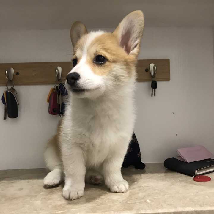 养一只柯基犬是怎样的体验 知乎