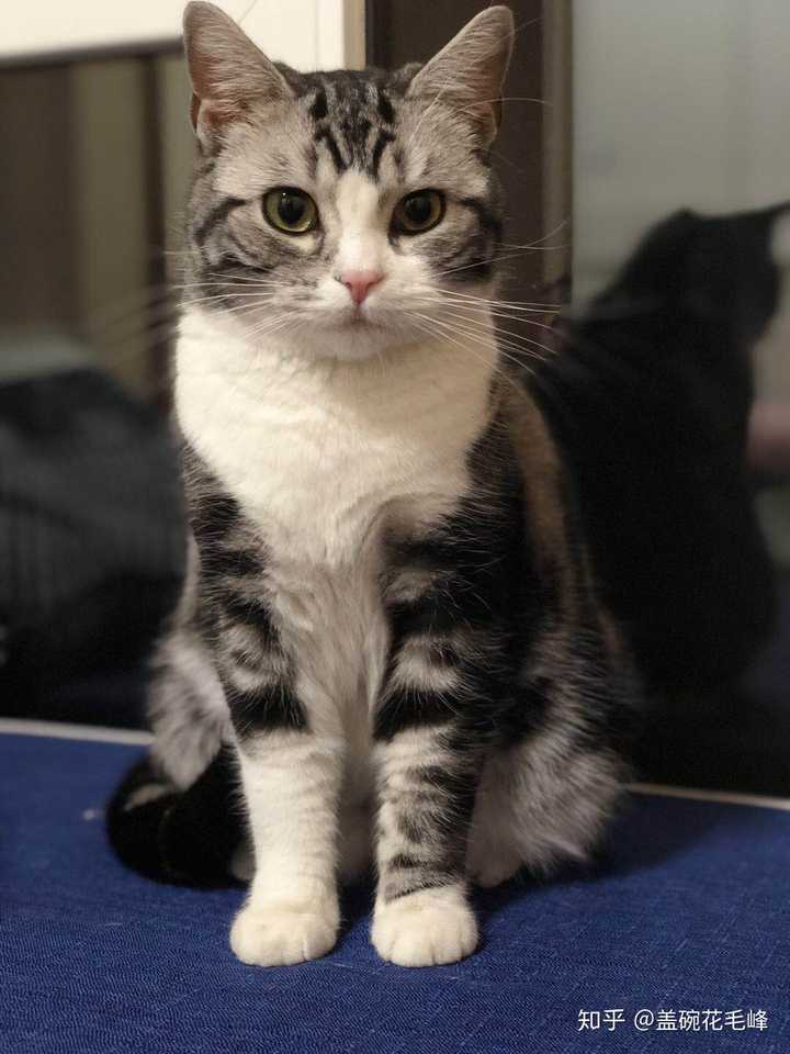 狸花猫可以当成宠物养吗? - 知乎