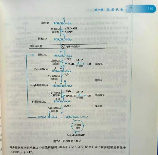 Dhc魔力消脂因子和下半身纤体瘦身片有用吗 知乎
