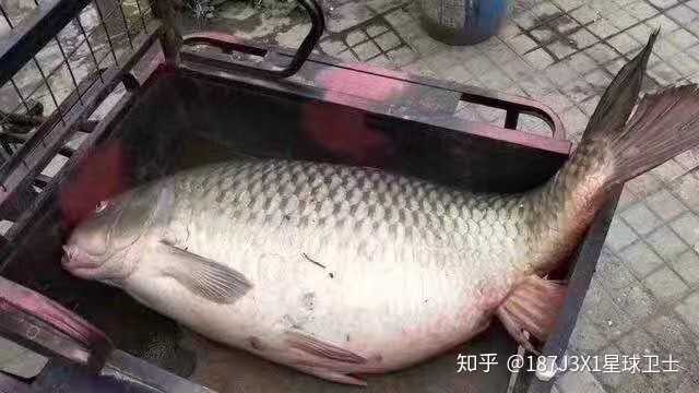 如何看待重庆网红鱼"莽子"被偷一事?