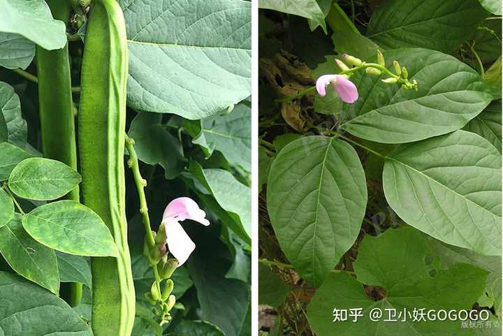 各种豆角都怎么叫 做法有什么区别 知乎 各种豆角都怎么叫 做法有什么区别 知乎