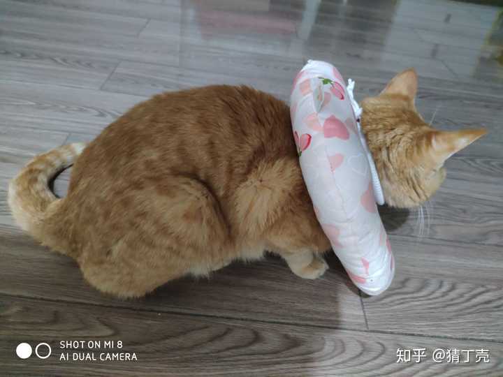 对了,这是他疼得时候母鸡趴的状态,可怜巴巴.