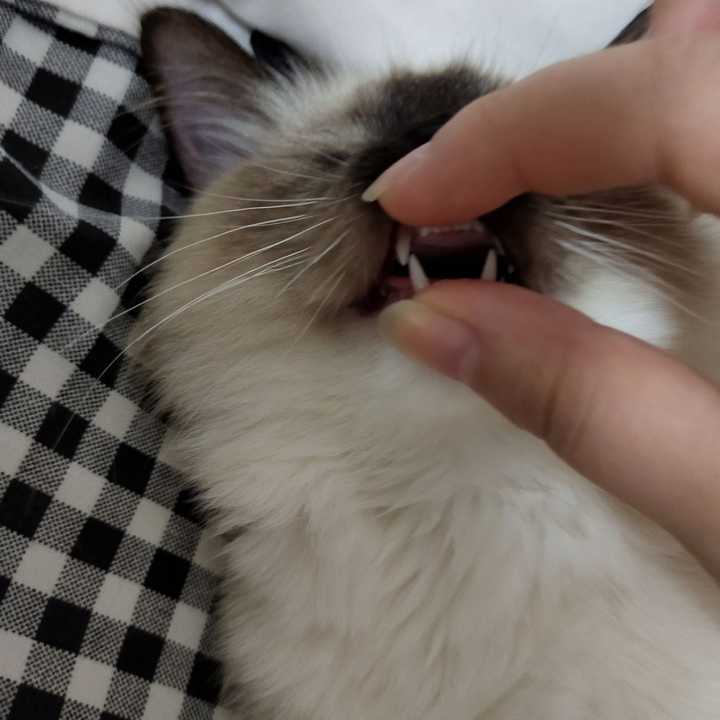 叫顺风车带来老家了 分割线———————————— 重点色布偶弟弟