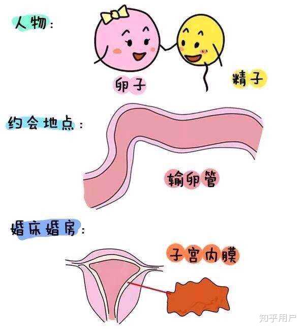 试管婴儿和正常怀孕有什么区别