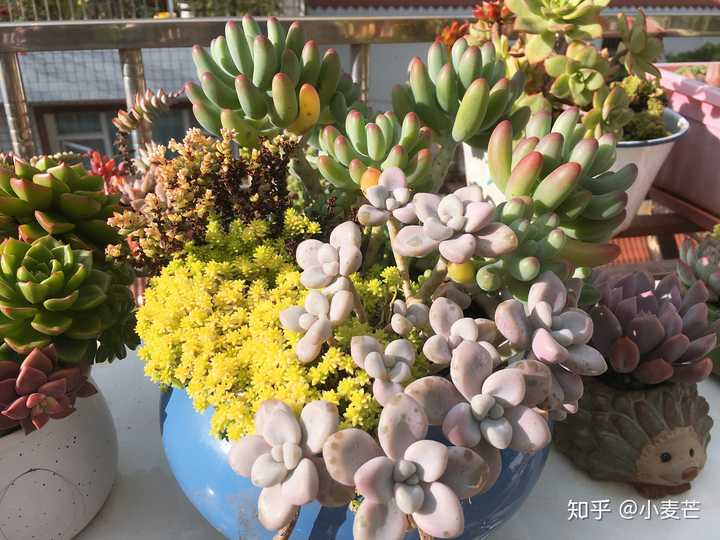 有哪些漂亮又好养的植物 知乎 有哪些漂亮又好养的植物 知乎