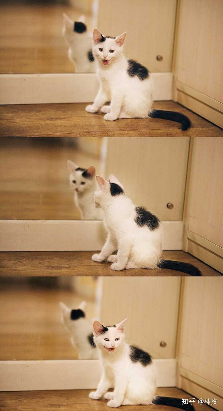 土猫颜值有多低?