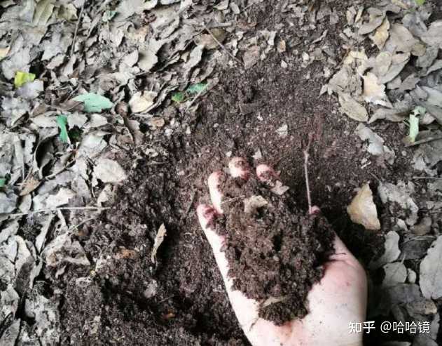 多肉植物的培养土怎么配 知乎 多肉植物的培养土怎么配 知乎