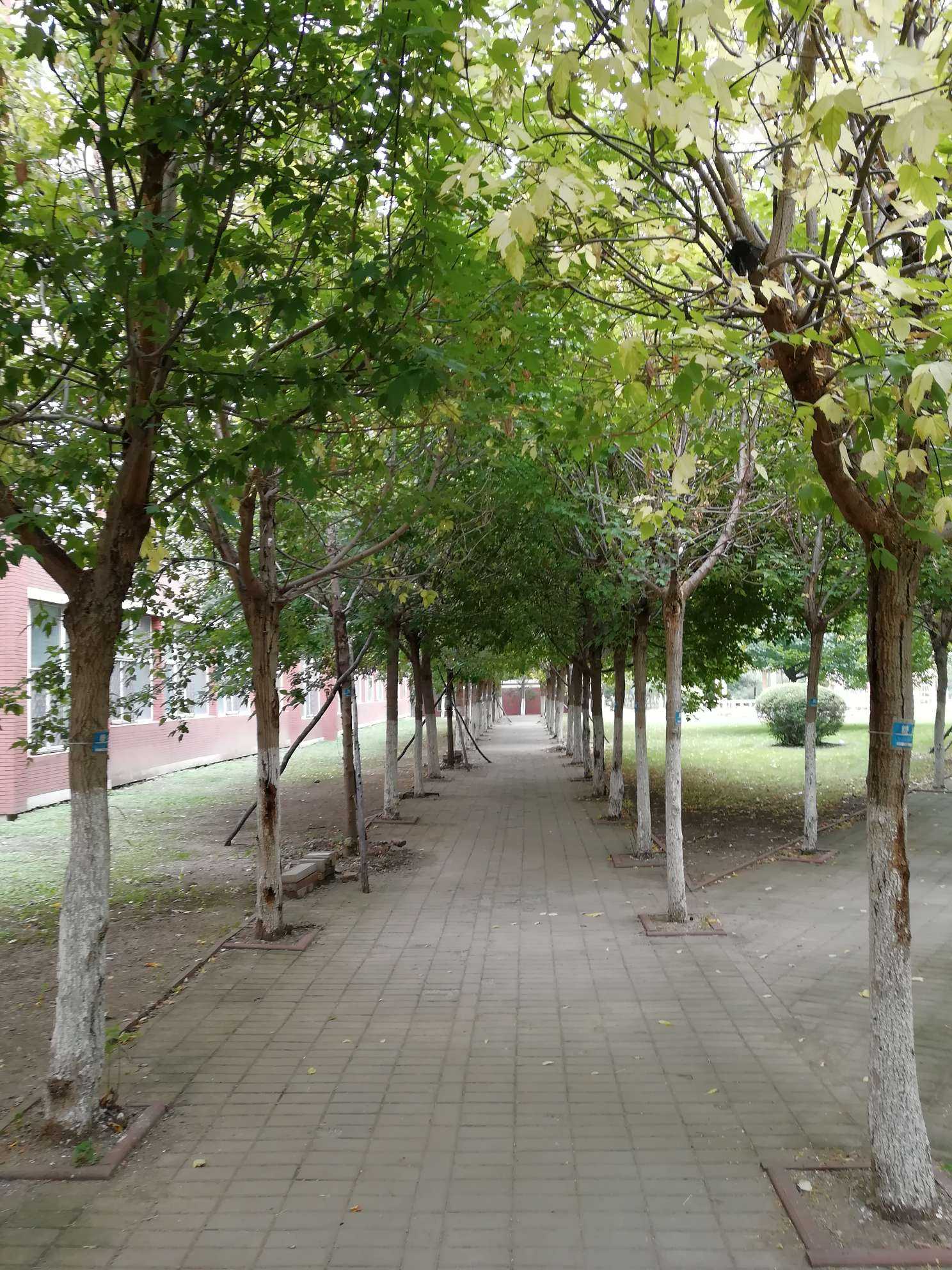 手机摄影# "我们是一列树,立在城市的… - 知乎