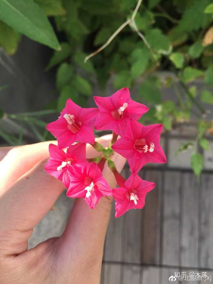 有哪些小众的花或者鲜为人知的别名 知乎