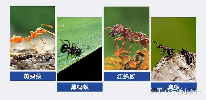 家里蚂蚁太多怎么解决啊 知乎 家里蚂蚁太多怎么解决啊 知乎