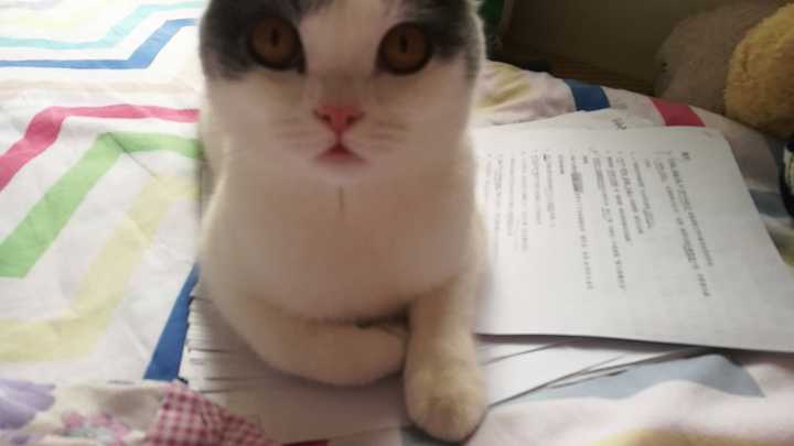 为什么猫越大性格越不好? - 知乎