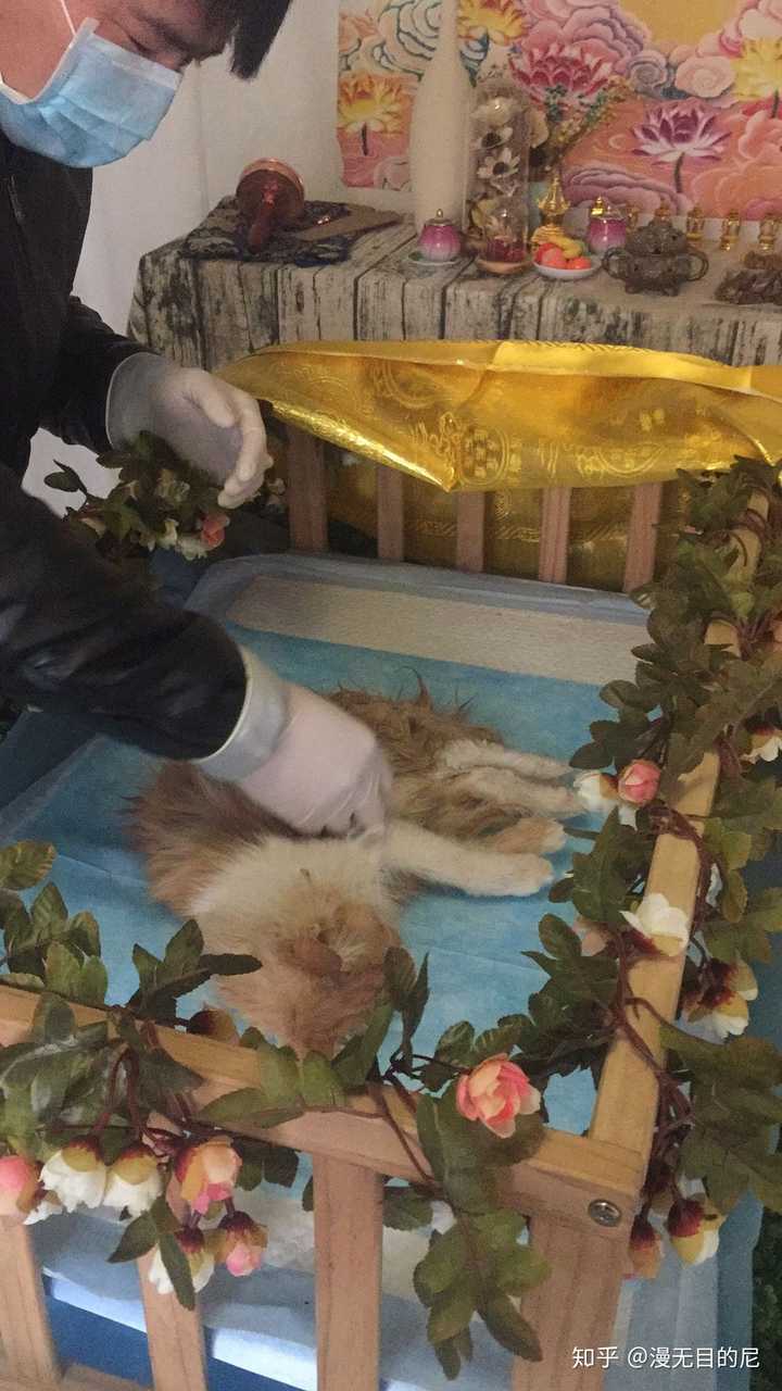 家里的宠物去世后 遗体怎么处理 知乎
