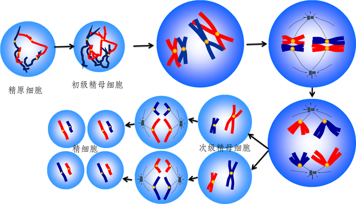 减数分裂过程示意图