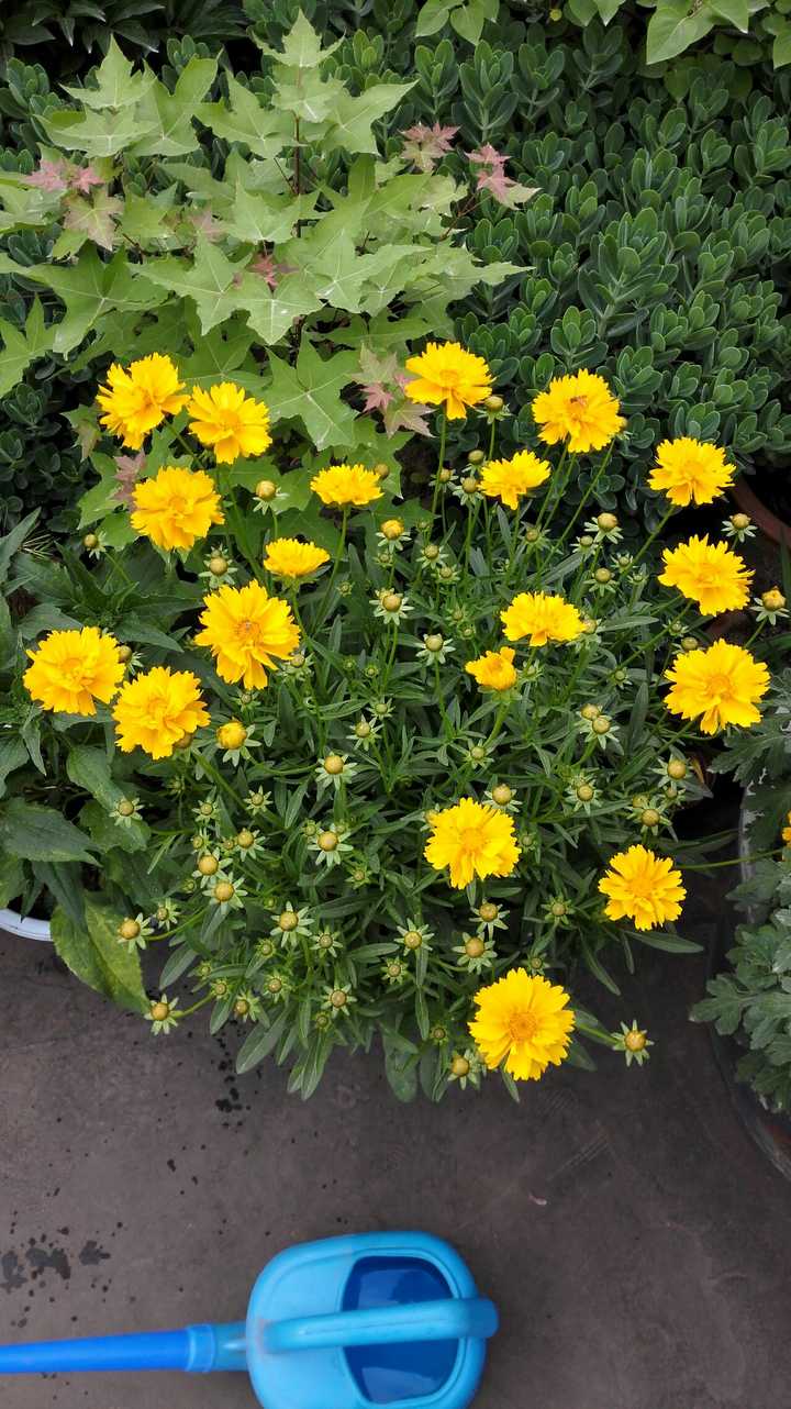 北方的一处院子,适合种植哪些花草?