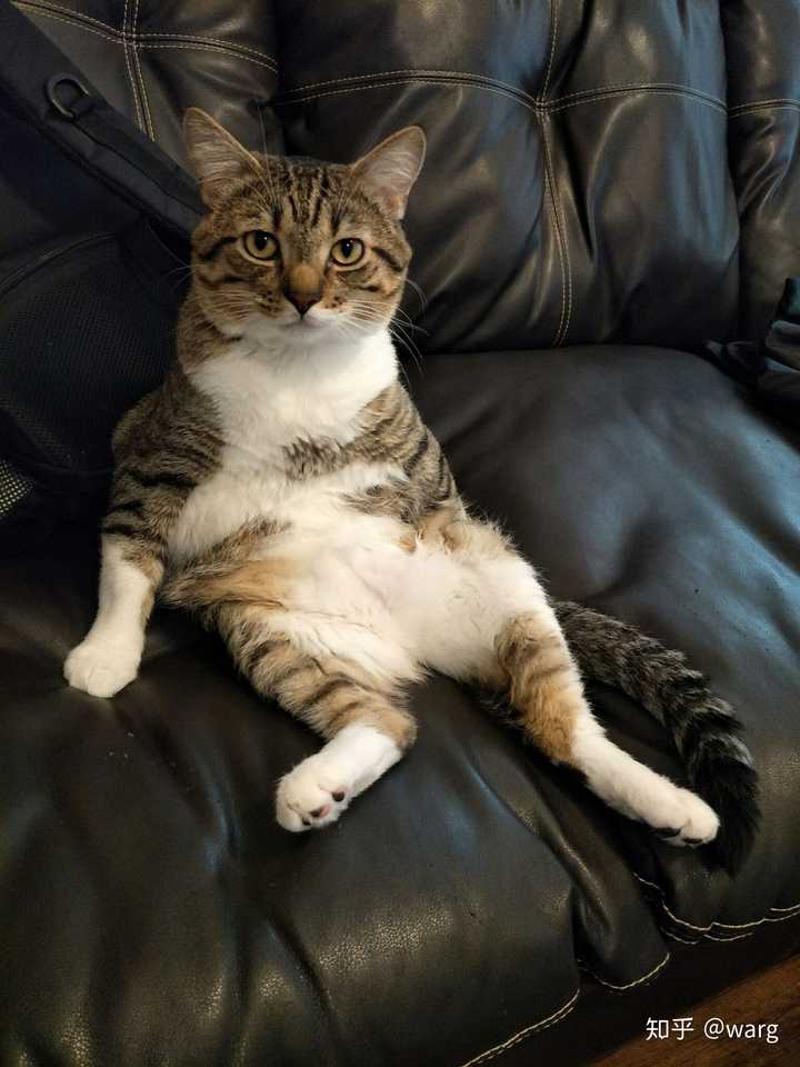 猫咪有哪些奇葩的坐姿?
