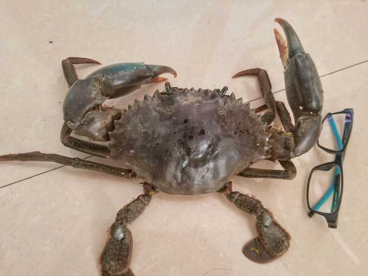 常见蟹类同品质下蟹肉鲜度排名:拟穴青蟹/锯缘青蟹>中华绒鳌蟹(大闸蟹