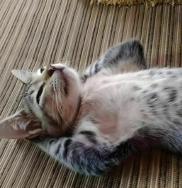 写小说怎么才会越写越流畅？