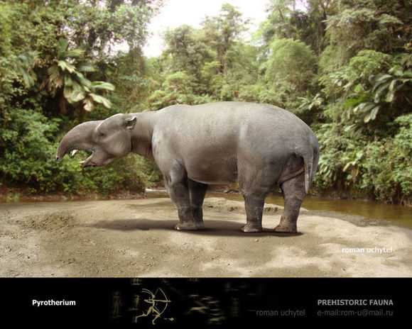 距骨目的类似马的动物 还有一类与大象趋同演化的动物闪兽目和焦兽目