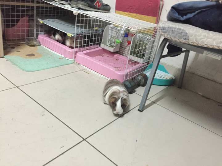 如何养好一只豚鼠 荷兰猪 知乎 如何养好一只豚鼠 荷兰猪 知乎