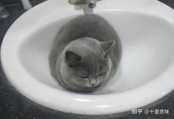 你家猫喜欢睡在洗手池吗 知乎