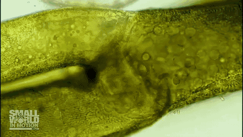 丽藻(绿色)的细胞质流(细胞内物质在真核细胞中流动) 放大倍数:5x