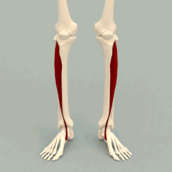 胫前肌腱位置图片图片