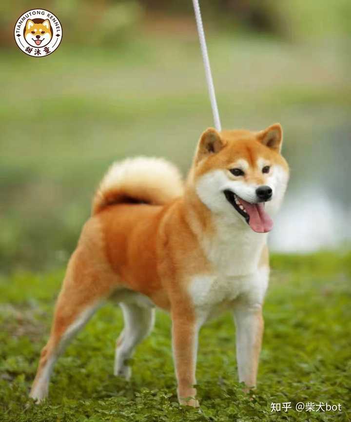 柴犬大约能长到多少斤 知乎