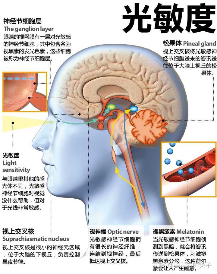 光線射進你的眼睛,經過一系列運輸,抵達松果體,影響它分泌褪黑激素.