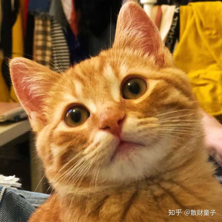 国外的橘猫或者狸花猫真的上万一只吗 知乎