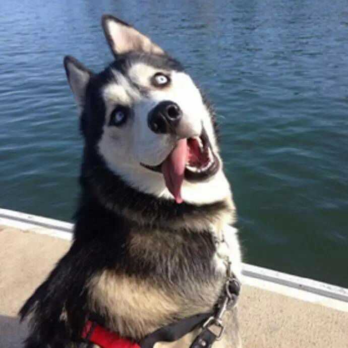 我不会很认真看完那么长的话 他很可爱,总是像一只哈士奇一样活蹦乱跳