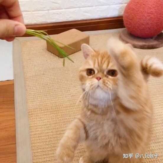 猫草 为什么这么吸引猫 知乎